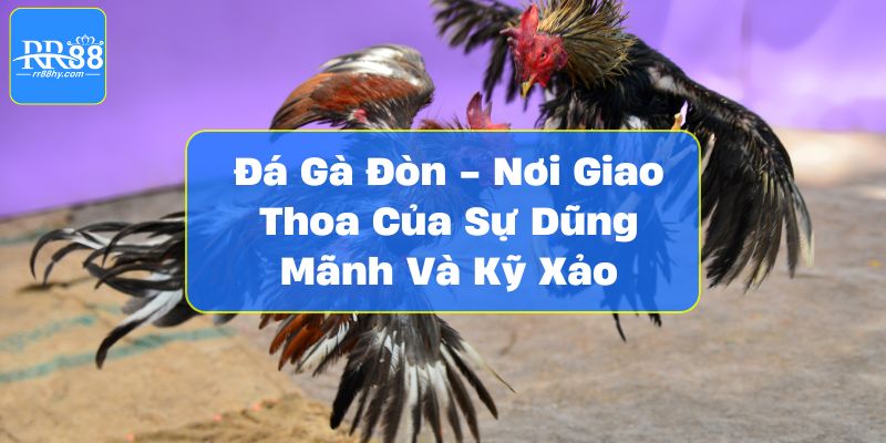 Đá Gà Đòn - Nơi Giao Thoa Của Sự Dũng Mãnh Và Kỹ Xảo