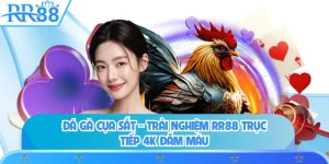 Đá Gà Cựa Sắt - Trải Nghiệm RR88 Trực Tiếp 4k Đẫm Máu 