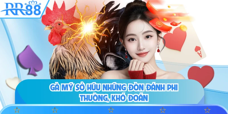 Gà Mỹ sở hữu những đòn đánh phi thường, khó đoán
